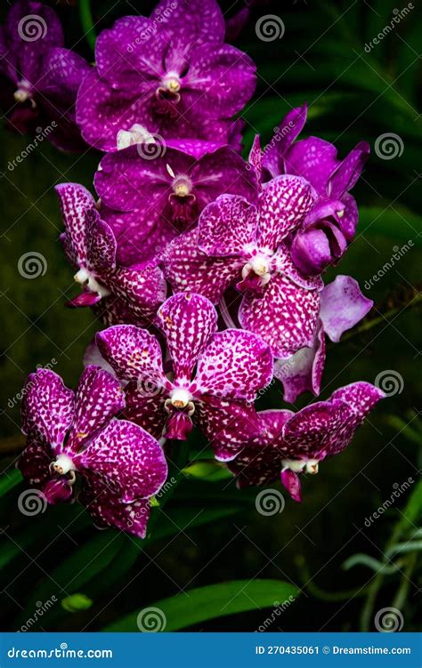 Orchid From Kew Gardens Stock Image Image Of Blossom 270435061