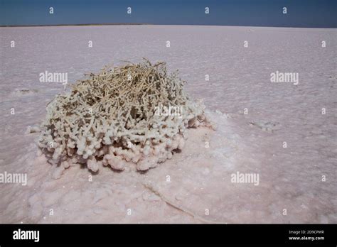 Lake Eyre salt lake, South Australia Stock Photo - Alamy