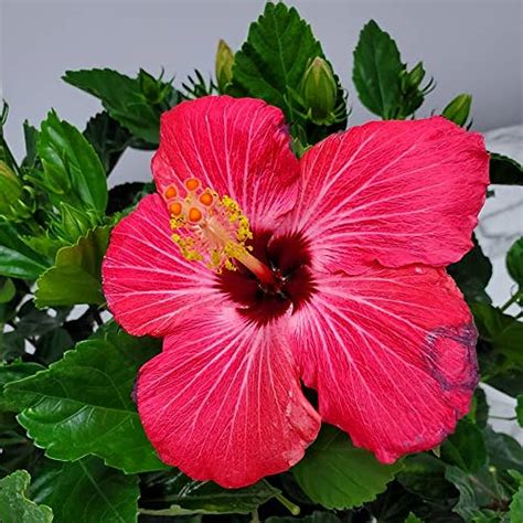 Total 74 Imagem Hibisco Altura Br Thptnganamst Edu Vn