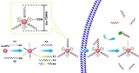 High Discrimination Factor Nanosensor Based On Tetrahedral Dna Nanostructures And Gold