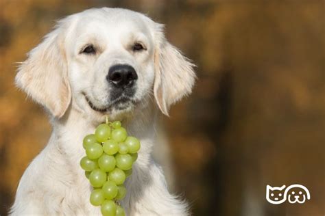 Qué Hacer si tu Perro se Ha Comido una Uva Guía Completa para