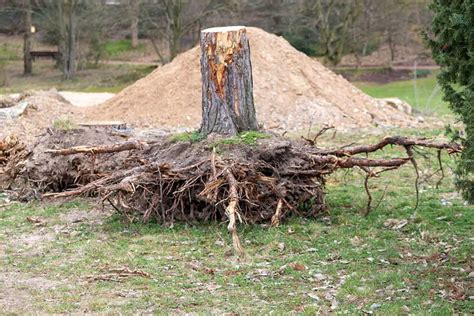 Professional Vs Diy Tree Stump Removal