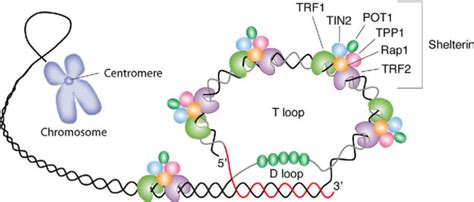 Telomerase, telomerase function, telomerase in cancer & aging