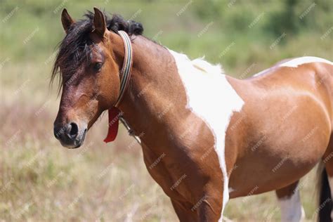 Beautiful Brown And White Horse