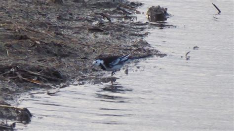 Pied Wagtail – Ben's Nature Blog