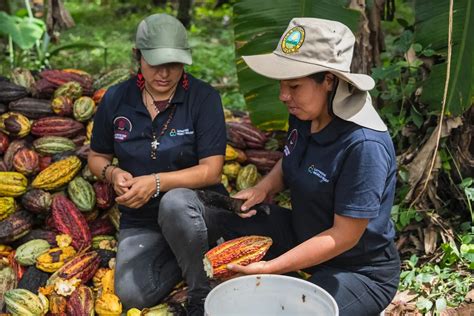 Mujeres Del Vraem Fortalecen Sus Capacidades En La Cadena De Valor Del