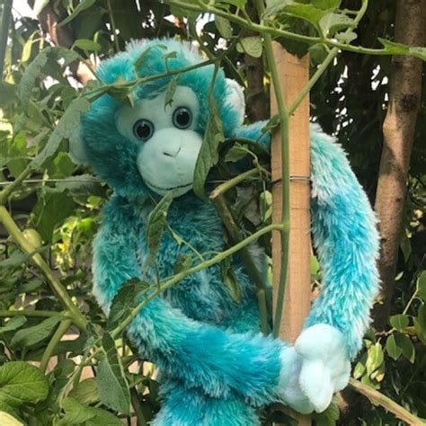 Blue Monkey Teaching Resources Teachers Pay Teachers