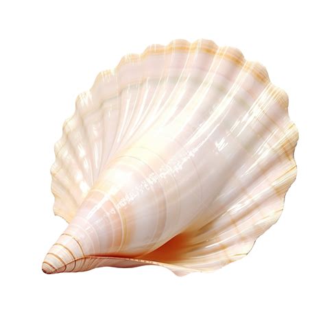 3d Shell Illustration 3d Shell Background Png Transparent Image And