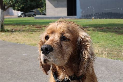 Amerikan Cocker Spaniel K Pek Irk Zellikleri Ve Bak M Hayvanlar Net