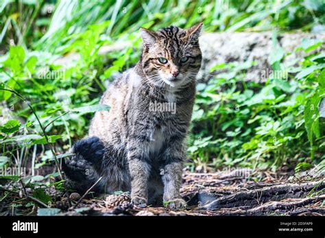 Gato Montés Escocés Fotos e Imágenes de stock Alamy