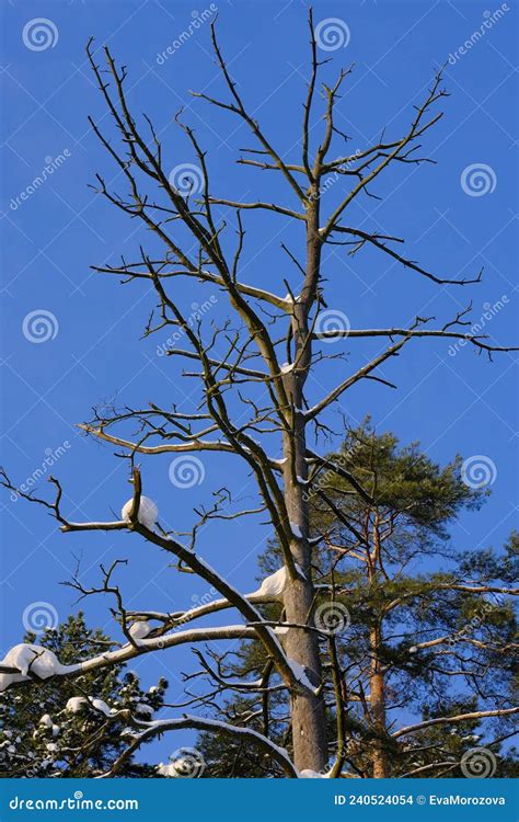 árbol Caducifolio Al Aire Libre Vista Inferior Foto de archivo