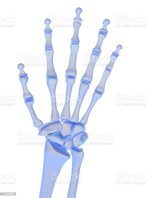 Xray Hand Stock Photo - Download Image Now - Anatomy, Blue, Color Image ...