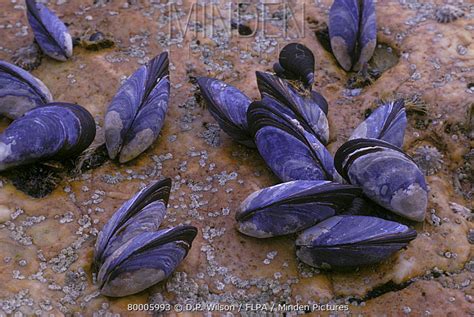 Mediterranean Mussel Stock Photo Minden Pictures