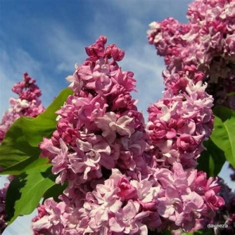 Купить Саженец Сирени Маршал Баграмян | Фотографии, цена, характеристики