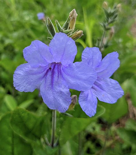 Ruellia Nudiflora Aka Common Wild Petunia Photograph By Robert Banach