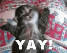 Yay Cat GIFs | Tenor