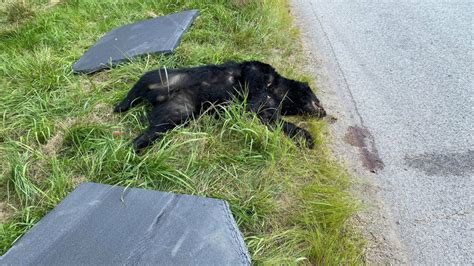 Necropsy Results Show How Black Bear Died