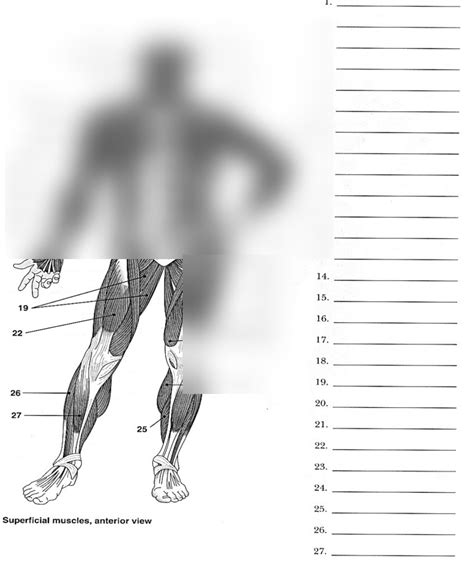 Diagram Of Skeletal Muscles Pt 4 Quizlet