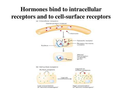 Ppt Cell Signalling Powerpoint Presentation Free Download Id1450627