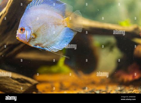 Close Up View Of Blue Diamond Discus Fish Swimming In Aquarium