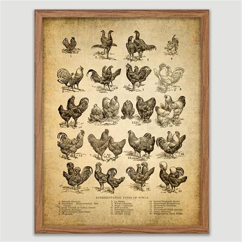 Amazon.com: Vintage Chicken Print Chicken Breeds Wall Decor Artworks ...