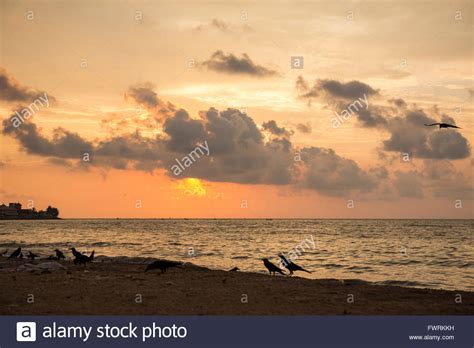 negombo beach  sunset negombo sri lanka asia stock photo alamy