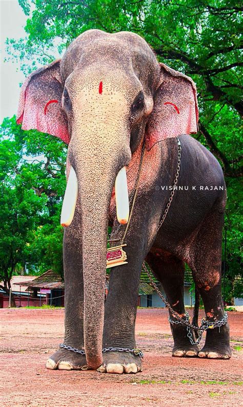 Kerala Elephant Hd Wallpaper