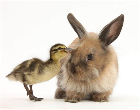 Young Lionhead Lop Rabbit And Mallard Photograph By Mark Taylor Pixels