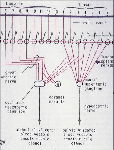 Gi Physiology Flashcards Quizlet