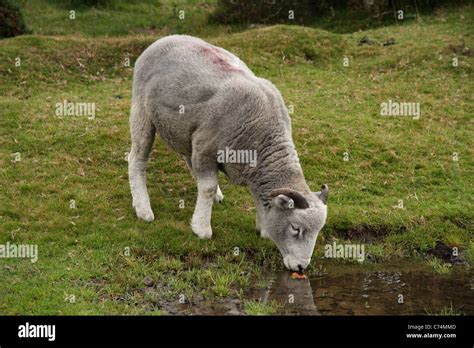 Beber Agua De Oveja Fotos e Imágenes de stock Alamy