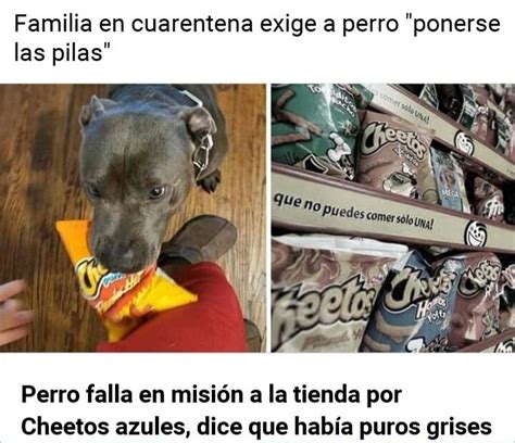 Perro Meme Subido Por Axeldedede Memedroid