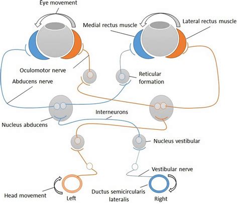 Vestibular Ocular Reflex Pathway