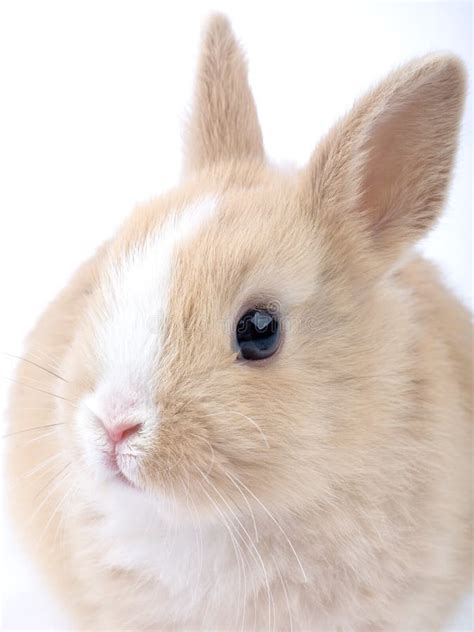 Brown White Bunny Stock Photo Image Of Brown Domestic 2487068