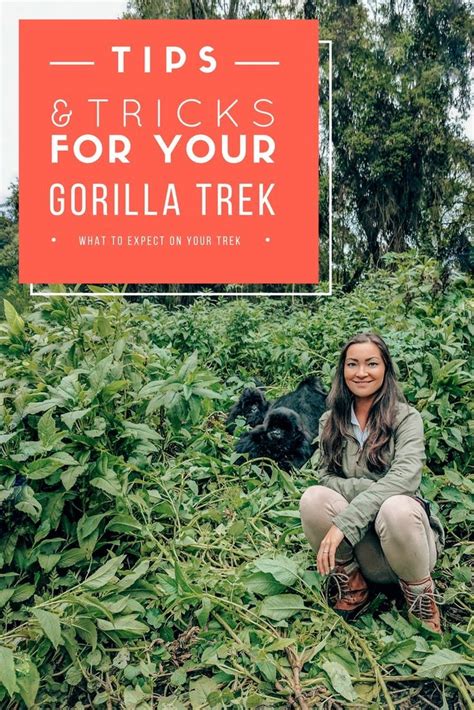 Gorilla Trekking At Volcanoes National Park In Rwanda Artofit