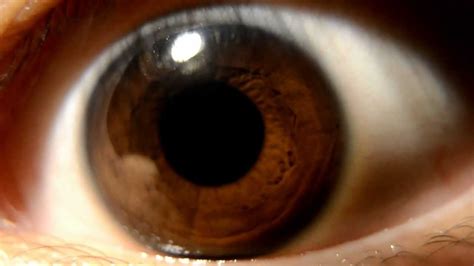 Pupil Constriction And Dilation Hd Macro Nikon D5100 Youtube