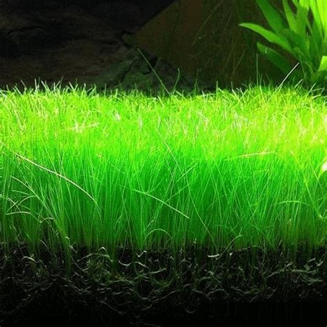 All About Aquarium Grass - Aquarium Dimensions