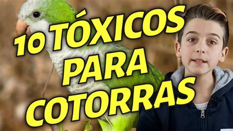 ALIMENTOS TÓXICOS para cotorras argentinas y loros YouTube