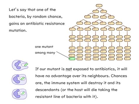 Antibiotic Resistance Slides And Worksheet GCSE Biology AQA