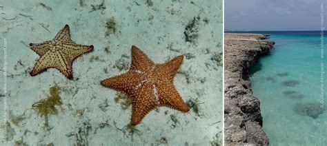 Snorkeling in Aruba | The best snorkeling spots in Aruba