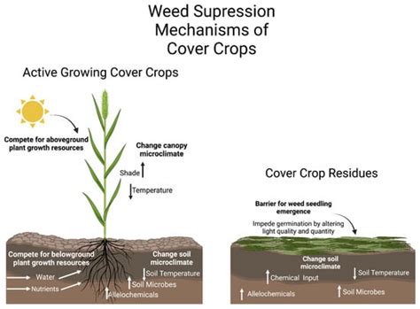 Plants Free Full Text The Potential Of Cover Crops For Weed