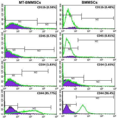 Immunophenotypic Characterization Of Bone Marrow Derived Mesenchymal Download Scientific