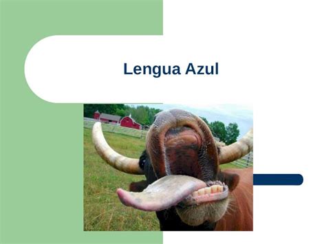 Ppt Lengua Azul Lengua Azul La Lengua Azul Es Una Enfermedad V Rica