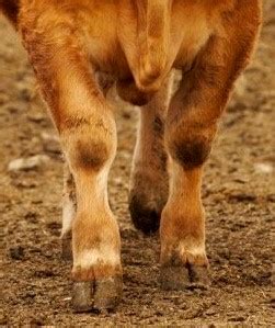 Foot Rot In Cows Treatment - All About Cow Photos