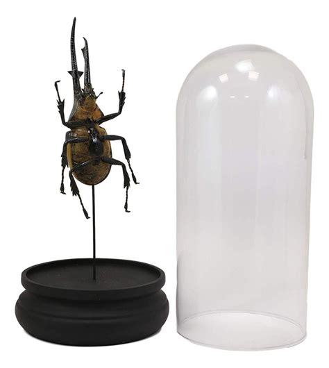 Ebros Exotic Entomology Beetle Faux Taxidermy Sculpture In Victorian G