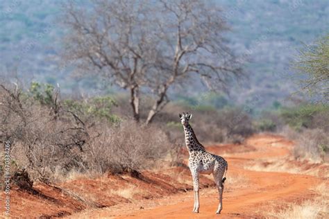 Giraffe in Kennya on safari, Africa. African artiodactyl mammal, the ...