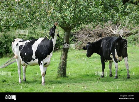 Cow Eating Leaves