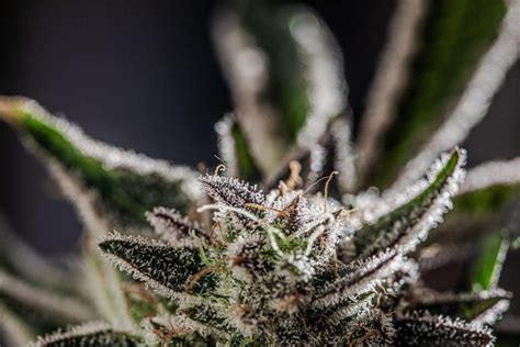 The Importance Of Cannabis Pistils Premium Cultivars