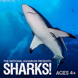 The National Aquarium: Sharks! | Carroll County Public Library