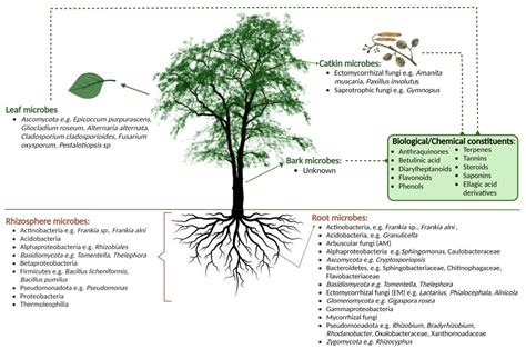 Microorganisms Free Full Text The Good The Bad And The Useable