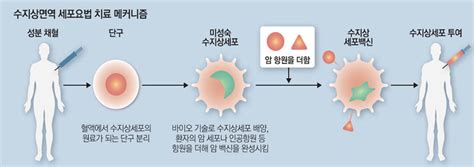 Health 발견 어렵고 치료 어려운 암`수지상면역세포`로 잡는다 매일경제